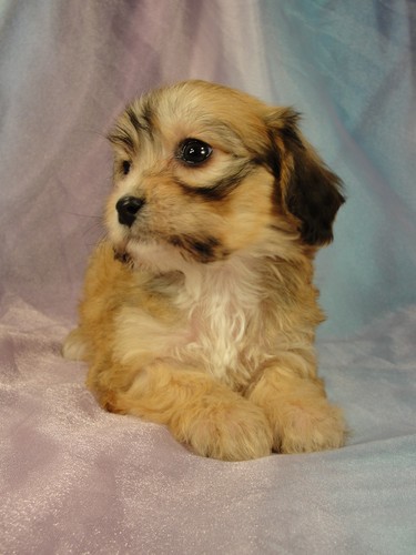 Female Cavachon Puppy for sale #5 Born December 20, 2011